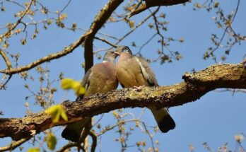 प्रेम कबूतर | कविता | विकास नैनवाल 'अंजान'